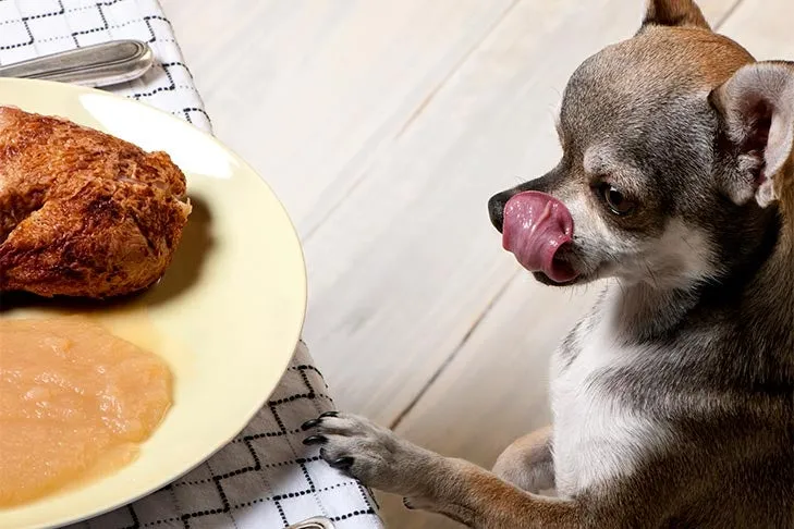 A small Chihuahua dog attentively watching a Thanksgiving plate on the kitchen table, licking its lips, perhaps hoping for some turkey.