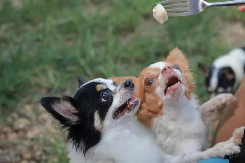 A small Chihuahua dog looking up, focused on food