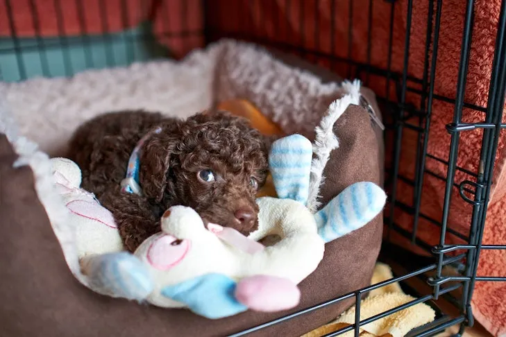A small, curly-haired poodle puppy lies comfortably inside a wire crate with a soft blanket, looking relaxed.