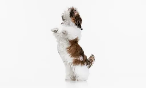 A small dog eagerly jumping upwards to reach a treat, illustrating how to train a dog to jump.