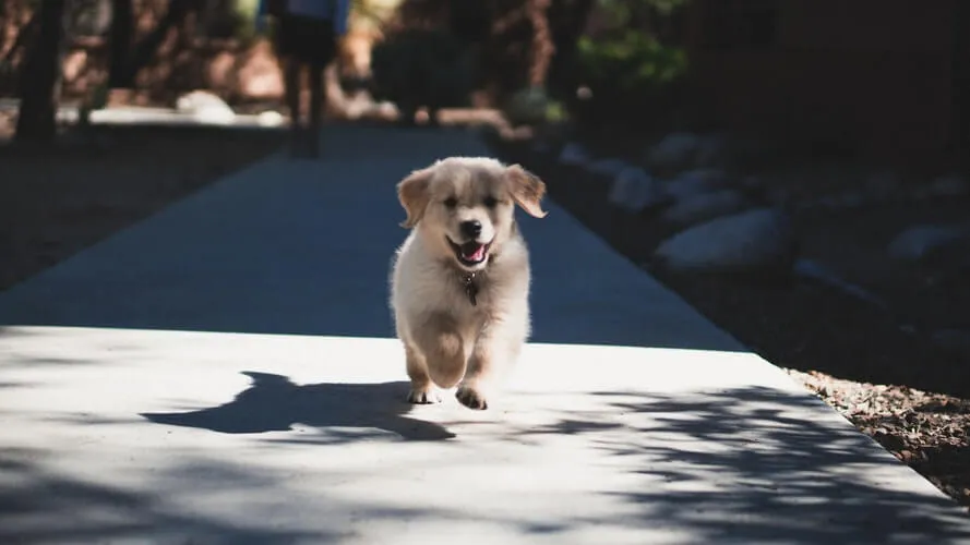A small dog in pursuit, illustrating the need for recall training with a remote trainer.