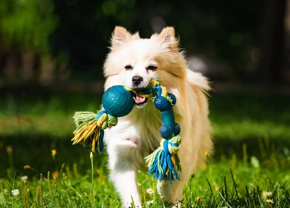 A small dog joyfully playing with a small, safe and healthy chew toy on a soft rug