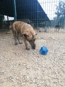 A small dog named Star with the Kong Rewards Ball