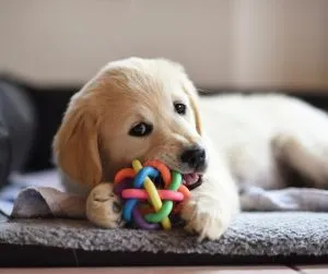 A small dog playing with a small chew toy