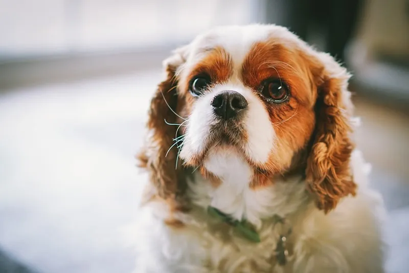 A small, elegant Cavalier King Charles Spaniel sitting comfortably indoors, symbolizing the long-term commitment and smart financial strategies for dog ownership.