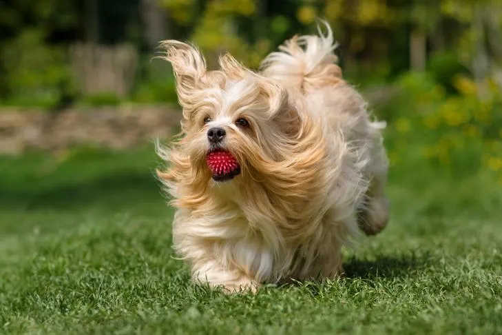 A small, fluffy dog intently holding a ball in its mouth while looking towards the camera.