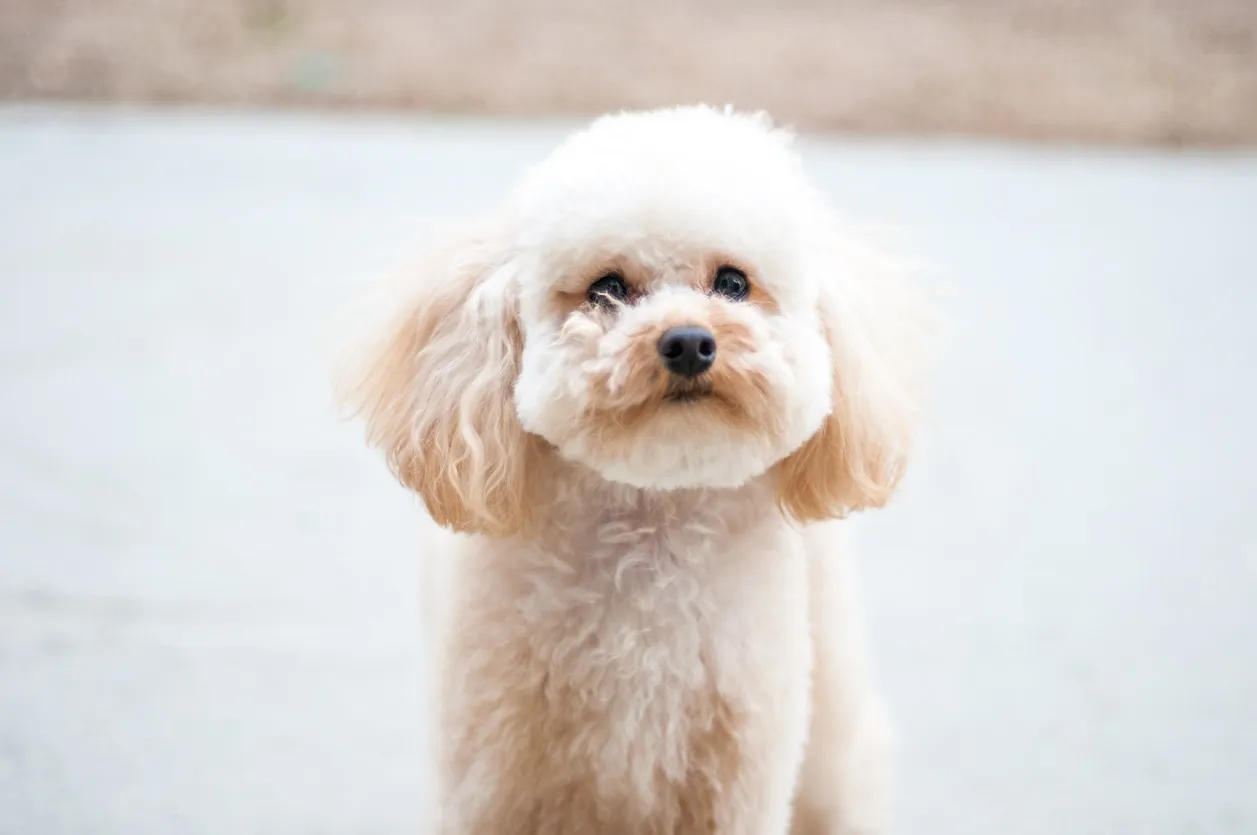 A small, fluffy white Toy Poodle with a neatly trimmed coat, looking attentively at the camera.