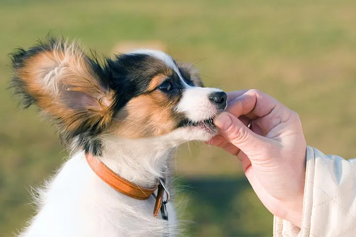 A small Papillon puppy gently takes a treat from a human hand, highlighting safe treat-giving practices.