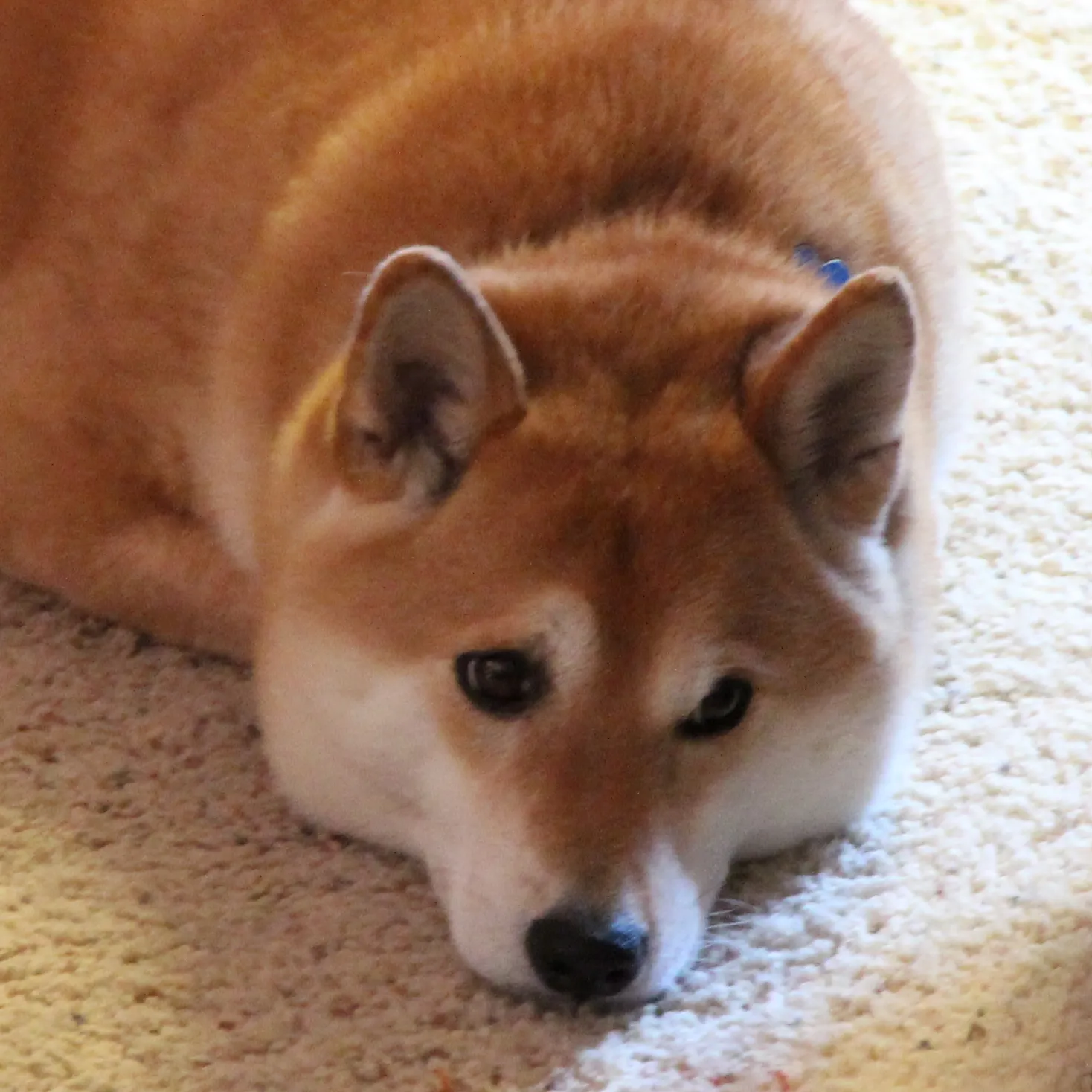 A small puppy, Kenichi, looking scared with wide eyes, possibly alone in a dark house.