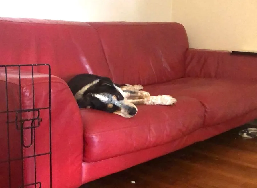 A small puppy peacefully sleeping, emphasized as a crucial activity to prevent overtiredness and manage behavior in the first week.