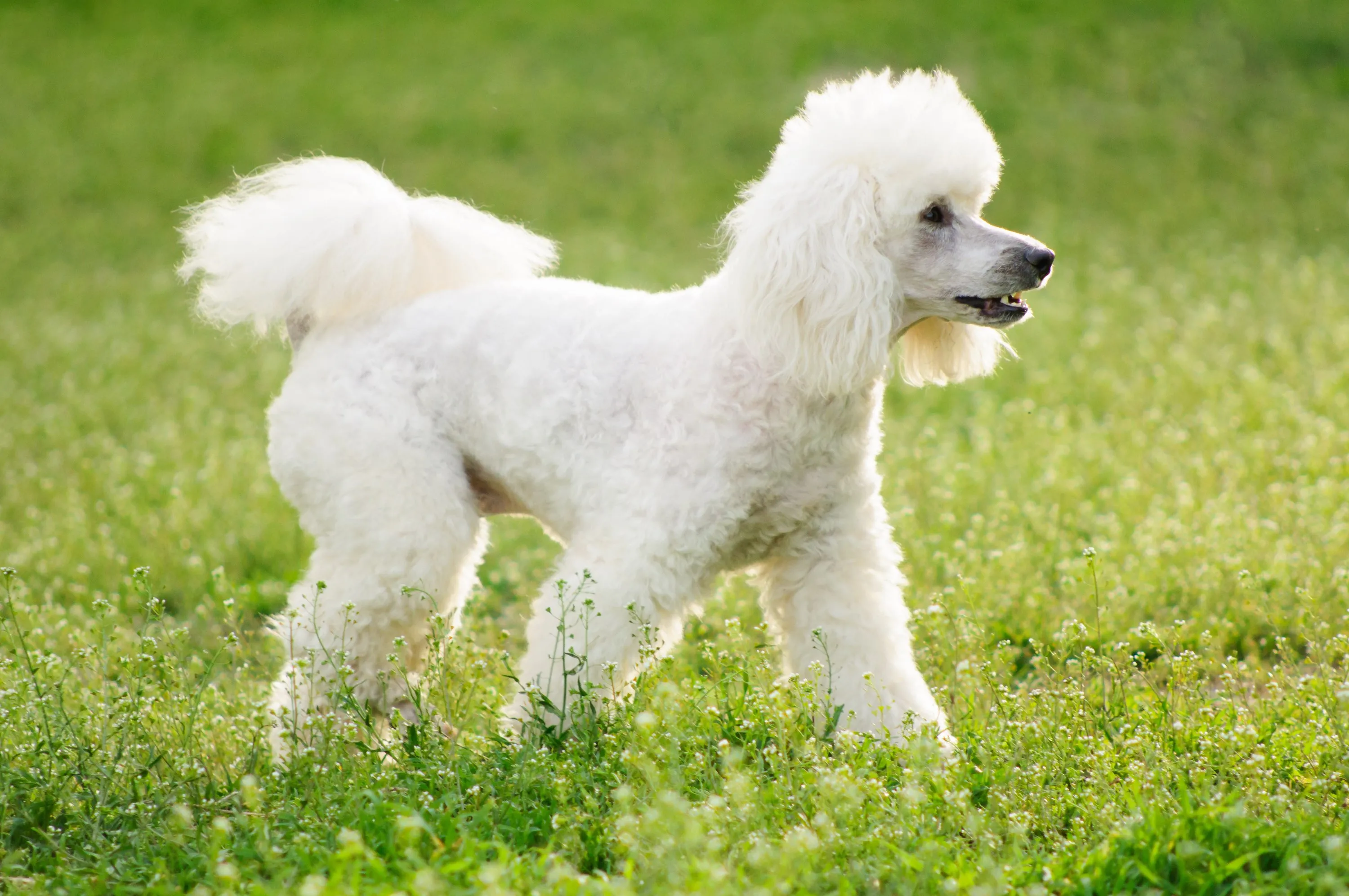 A small white toy poodle with curly fur looking alert.