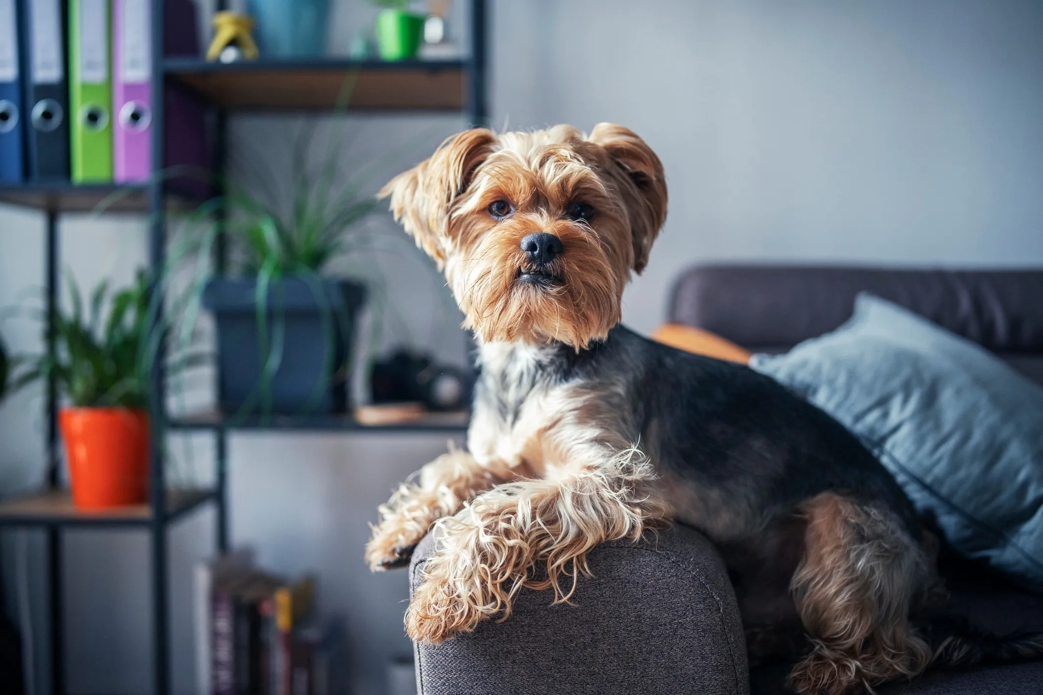 A small Yorkshire Terrier with tan and blue fur looking attentively.