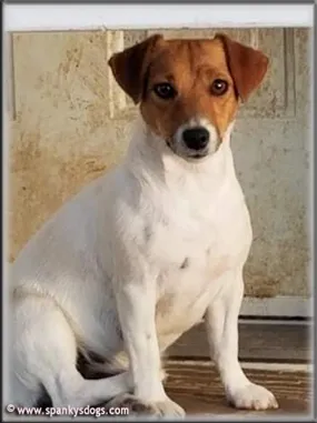 A smooth-coated Jack Russell Terrier with a sleek appearance