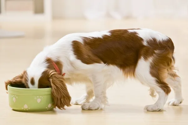 A Spaniel eating from a dog bowl with enthusiasm