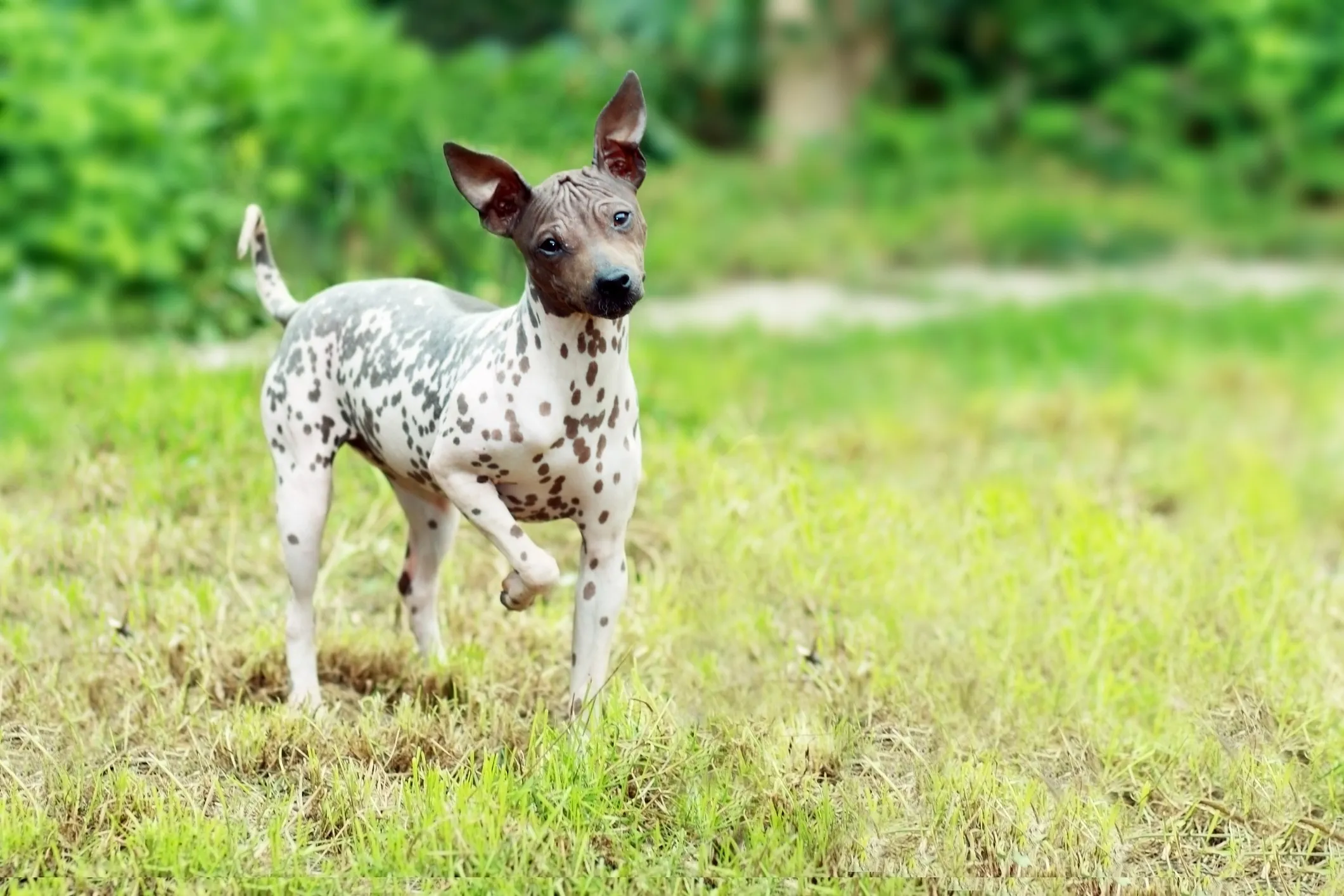 A speckled American Hairless Terrier standing on grass, highlighting its unique skin.