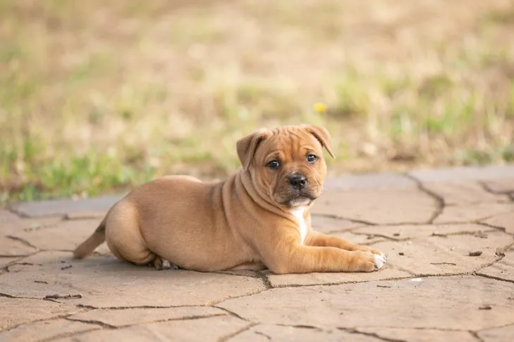 A Staffordshire Bull Terrier puppy lying down outdoors in the grass.
