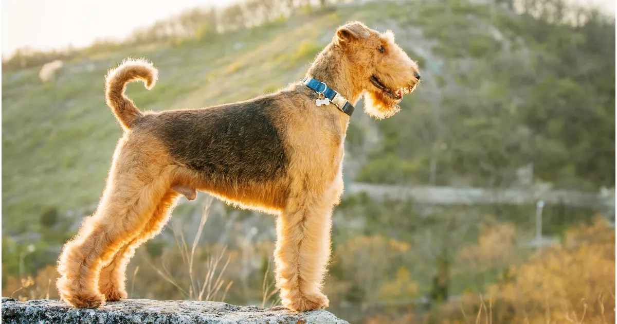 A striking Airedale Terrier, a mix of brown and black, stands with its head held high against a mountainous backdrop.