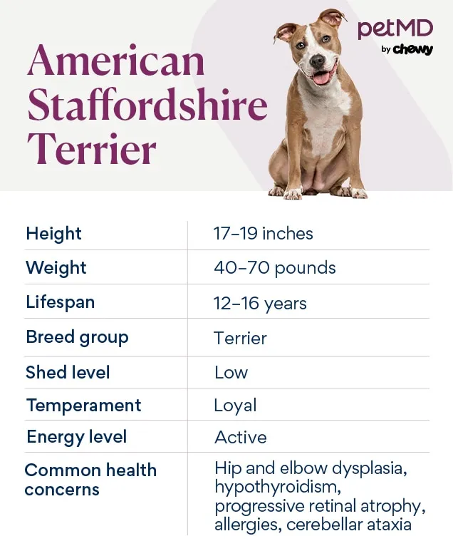 A striking black and white American Staffordshire Terrier looking alert