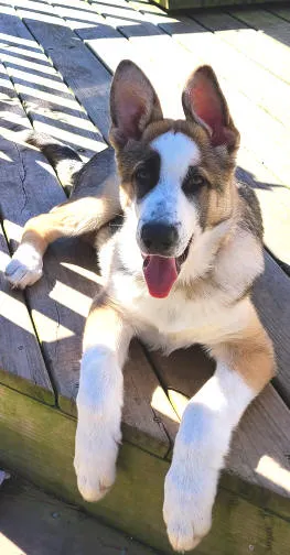 A striking Panda German Shepherd puppy with distinct white markings on its face and body.