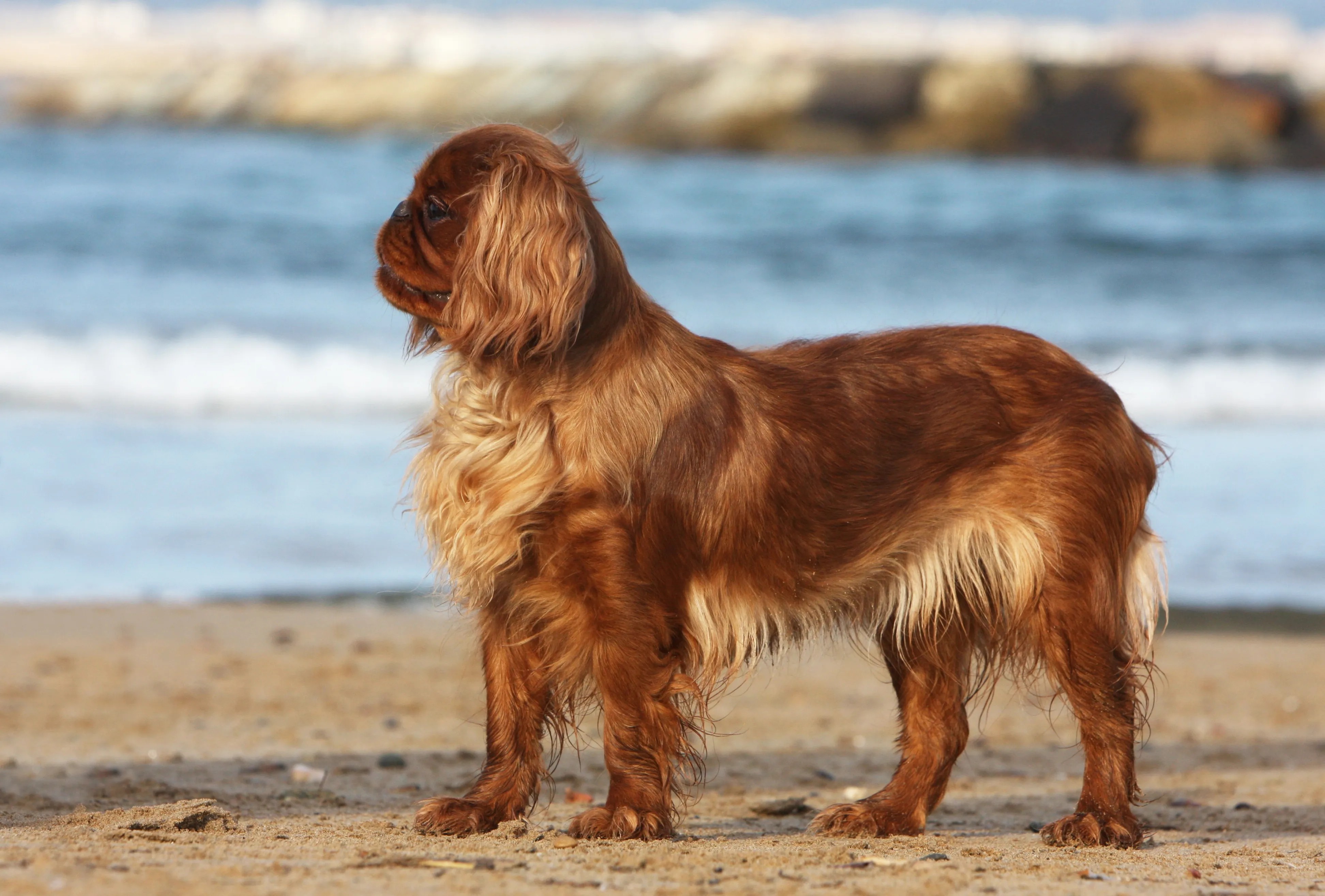 A striking red English Toy Spaniel with feathering on its chest, standing gracefully on a sandy beach.