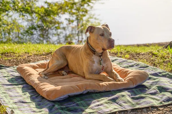 A strong Pit Bull type dog, a loyal and intelligent companion often considered for dog breeds for home, looking alertly.
