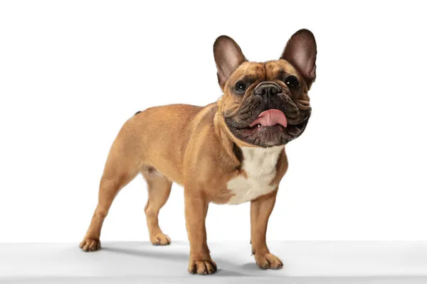 A sturdy Bulldog with its characteristic wrinkled face and determined expression.