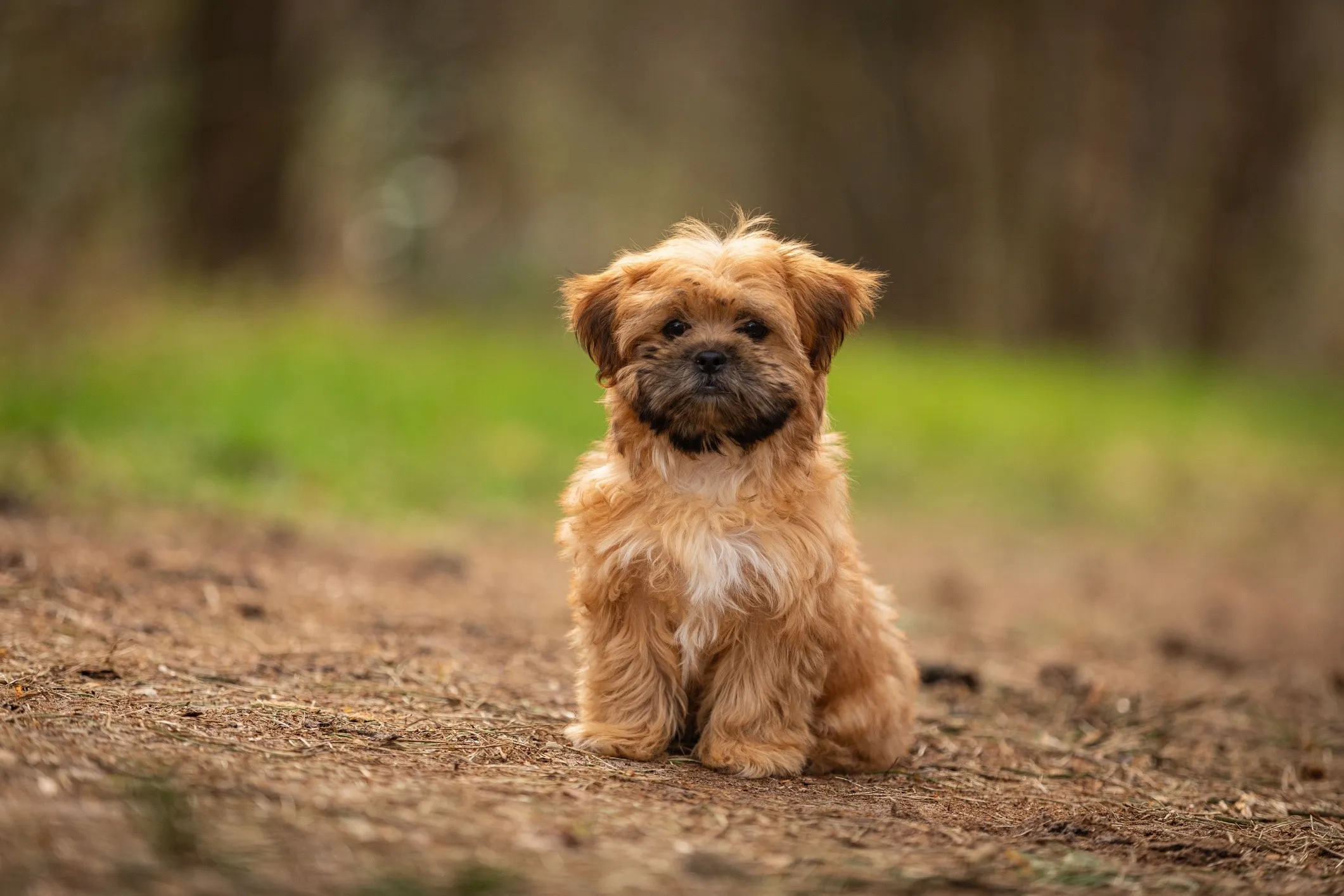 A tan and black Shih Tzu and Yorkshire Terrier mix, a small non-shedding Shorkie, sitting on a hiking trail.