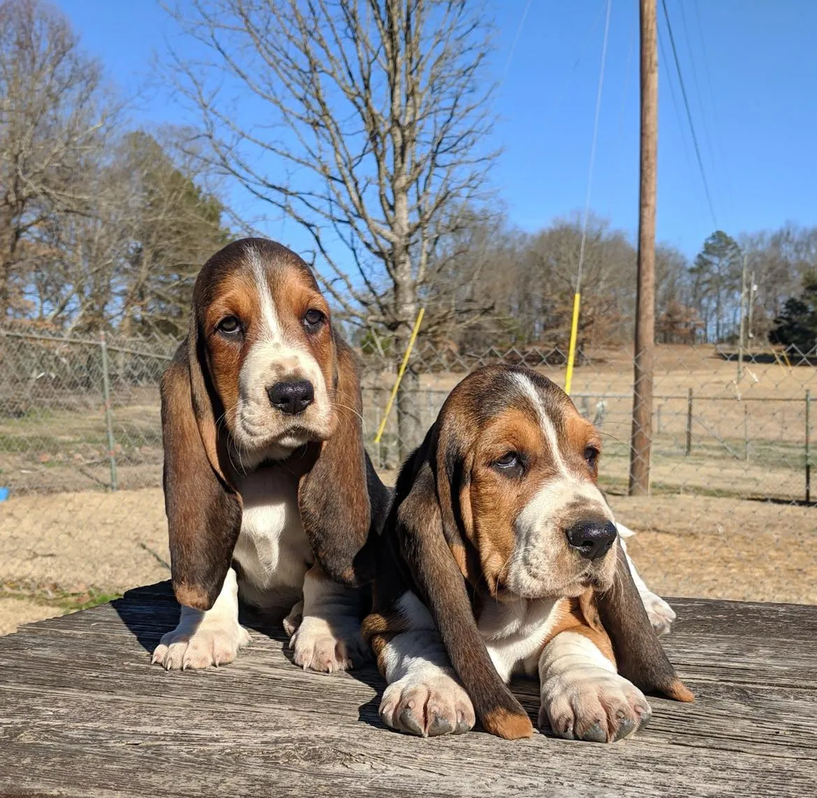 A tan and white Basset Hound puppy looking towards the camera.