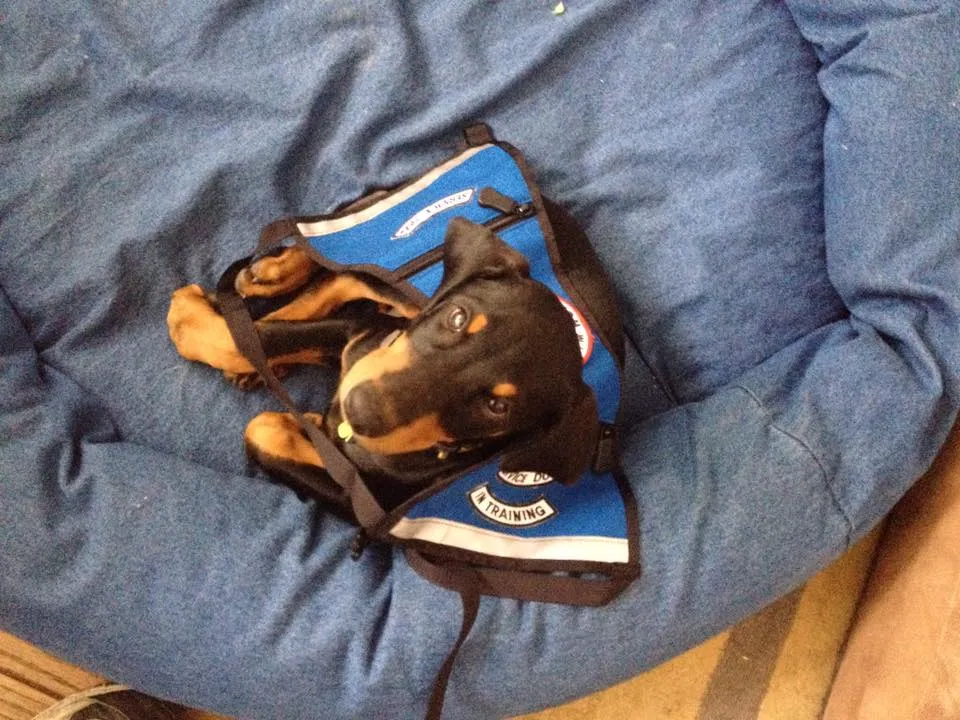 A tiny service dog puppy in his training vest.
