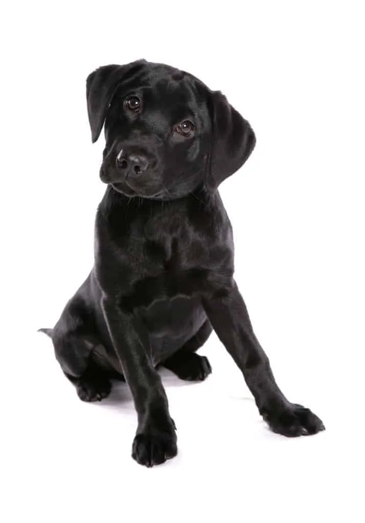 A trainer working with a young Labrador puppy in an outdoor setting.