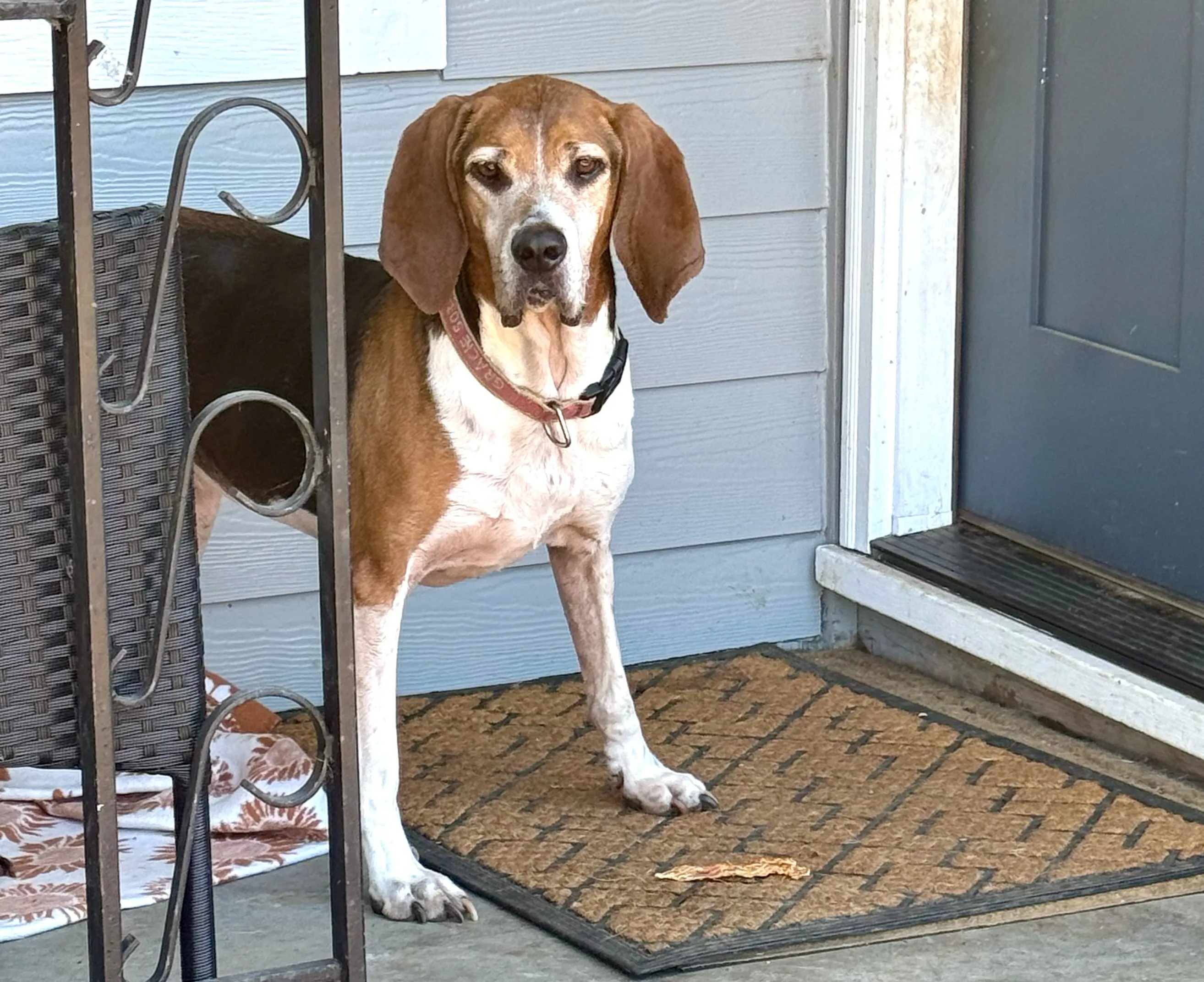 A tri-colored Treeing Walker Coonhound puppy playing in a grassy yard