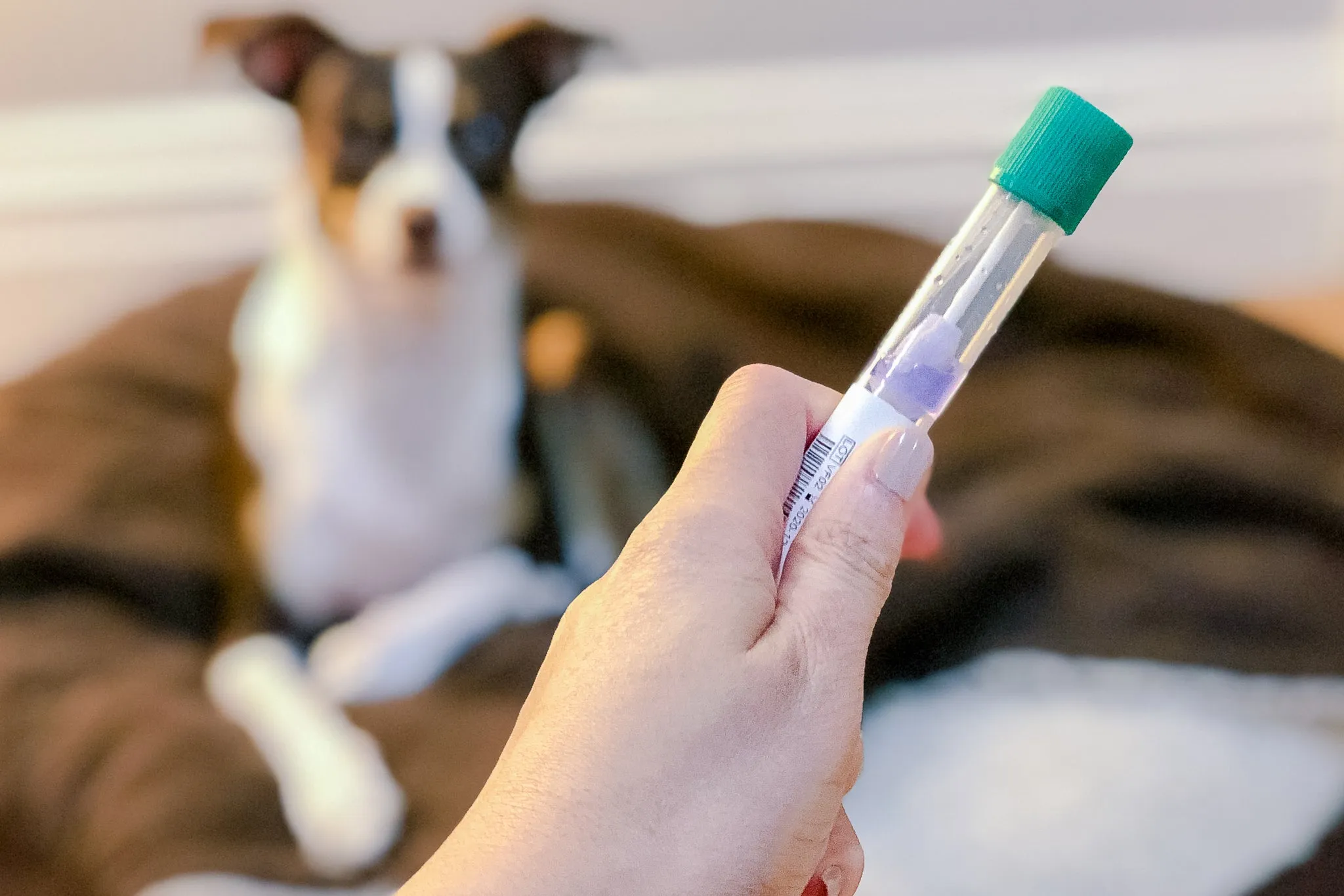 A veterinarian examining a dog, emphasizing the importance of professional consultation for health results.
