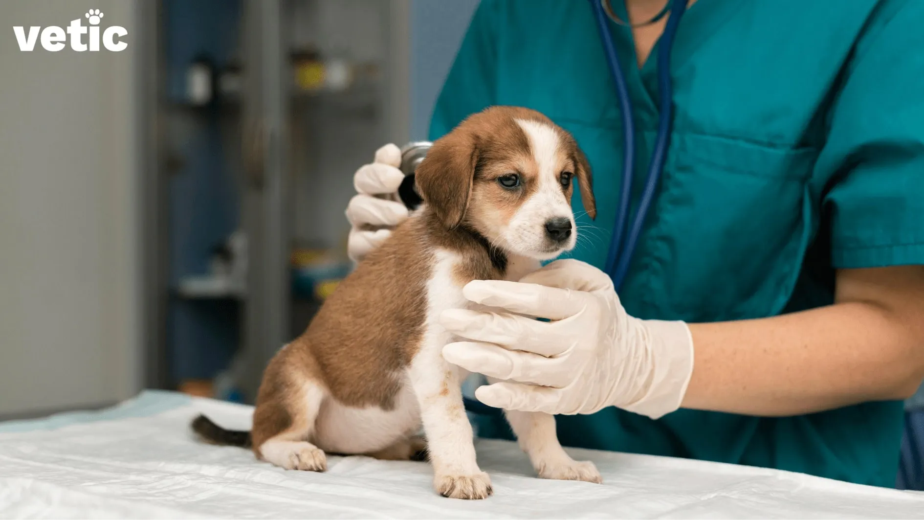 A veterinarian gently examining a small puppy with a stethoscope.