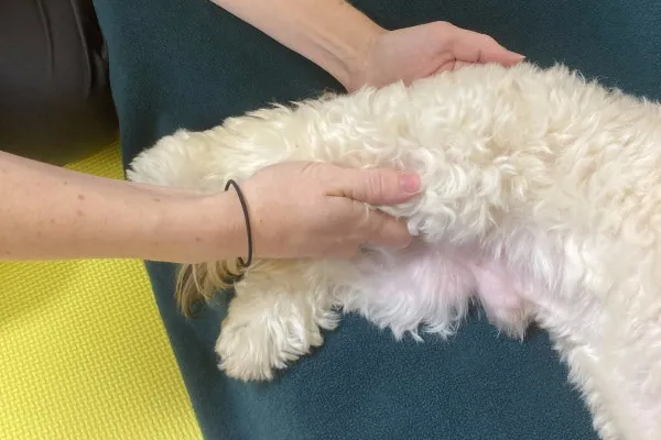 A veterinary professional is performing a hind limb extension stretch on a dog's leg.