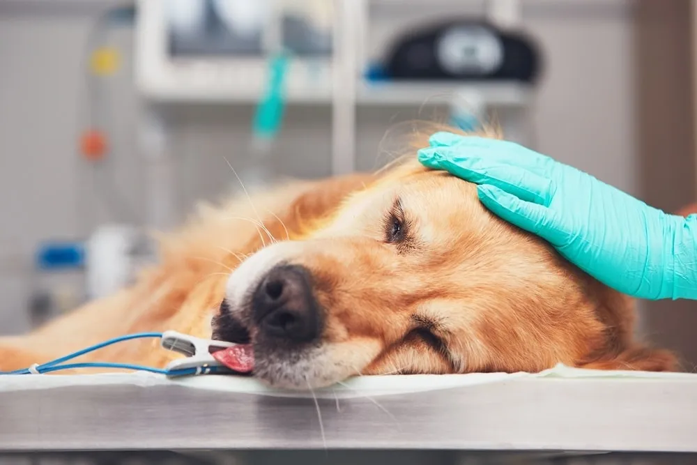 A veterinary surgeon performing orthopedic surgery on a dog's knee.