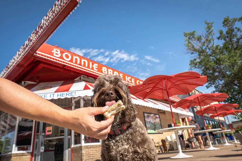 A vibrant doodle dog eagerly licking ice cream from a cup outside an inviting ice cream shop.