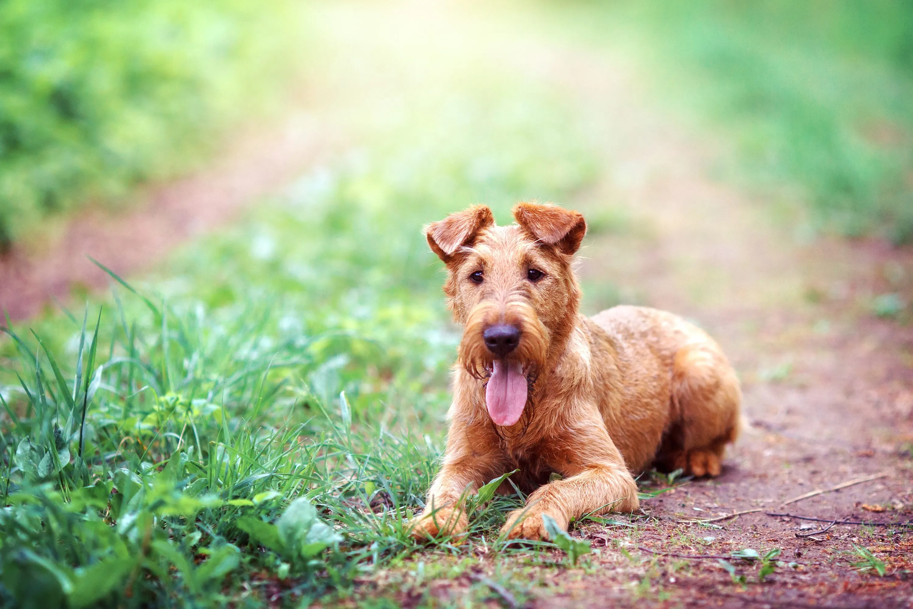 A vibrant red Irish Terrier lying gracefully on an outdoor path, showcasing its athletic build.