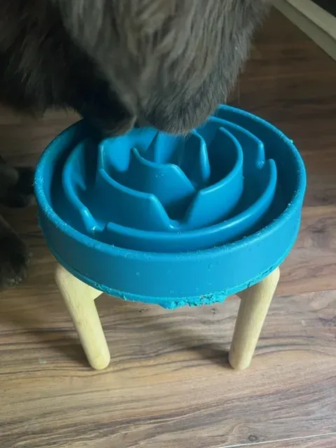 A visually appealing raised slow feeder dog bowl, showcasing a product designed for canine nutrition.