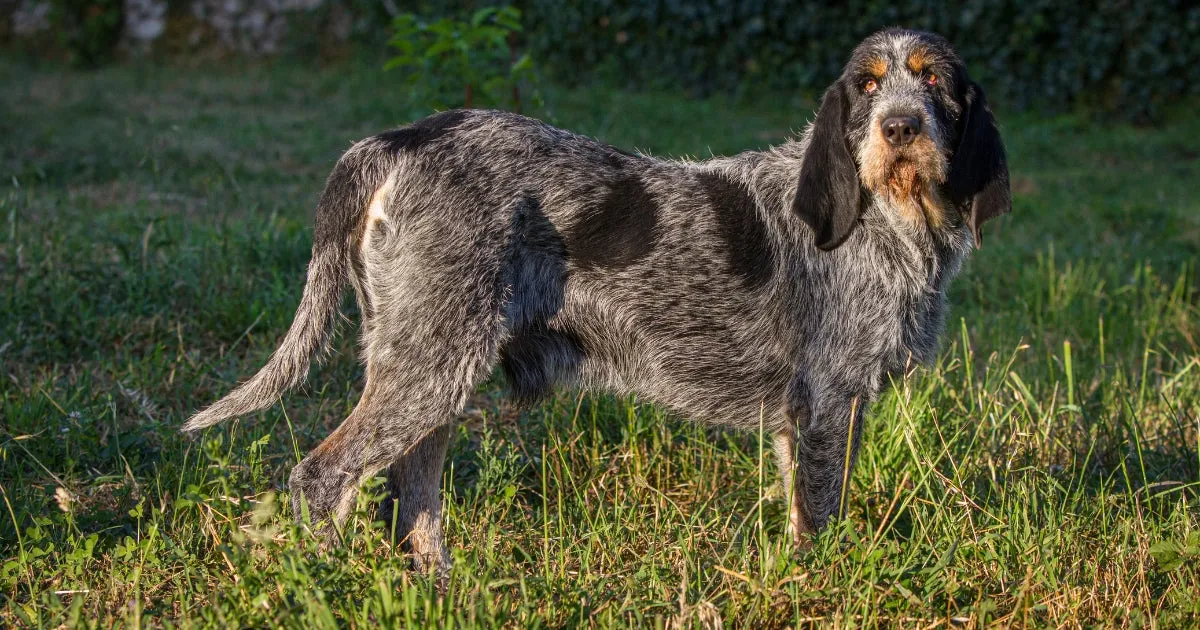 A visually distinct Wirehaired Pointing Griffon features large black patches and prominent black floppy ears.