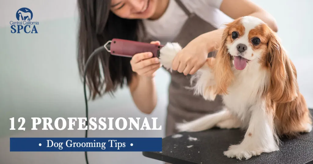 A well-groomed dog with a happy expression