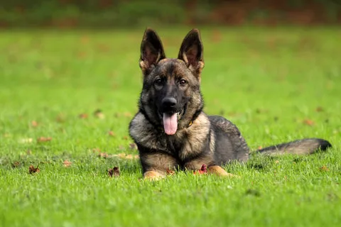 A well-trained German Shepherd patiently staying.