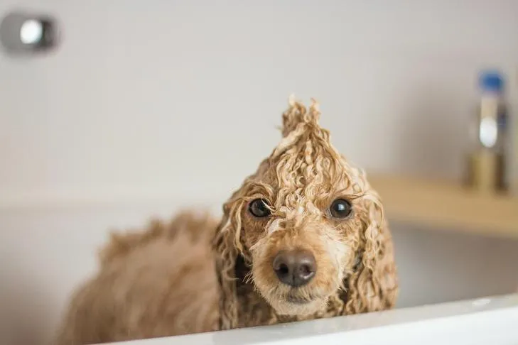 A wet Poodle standing calmly in a bathtub after a thorough wash with specialized dog shampoo.
