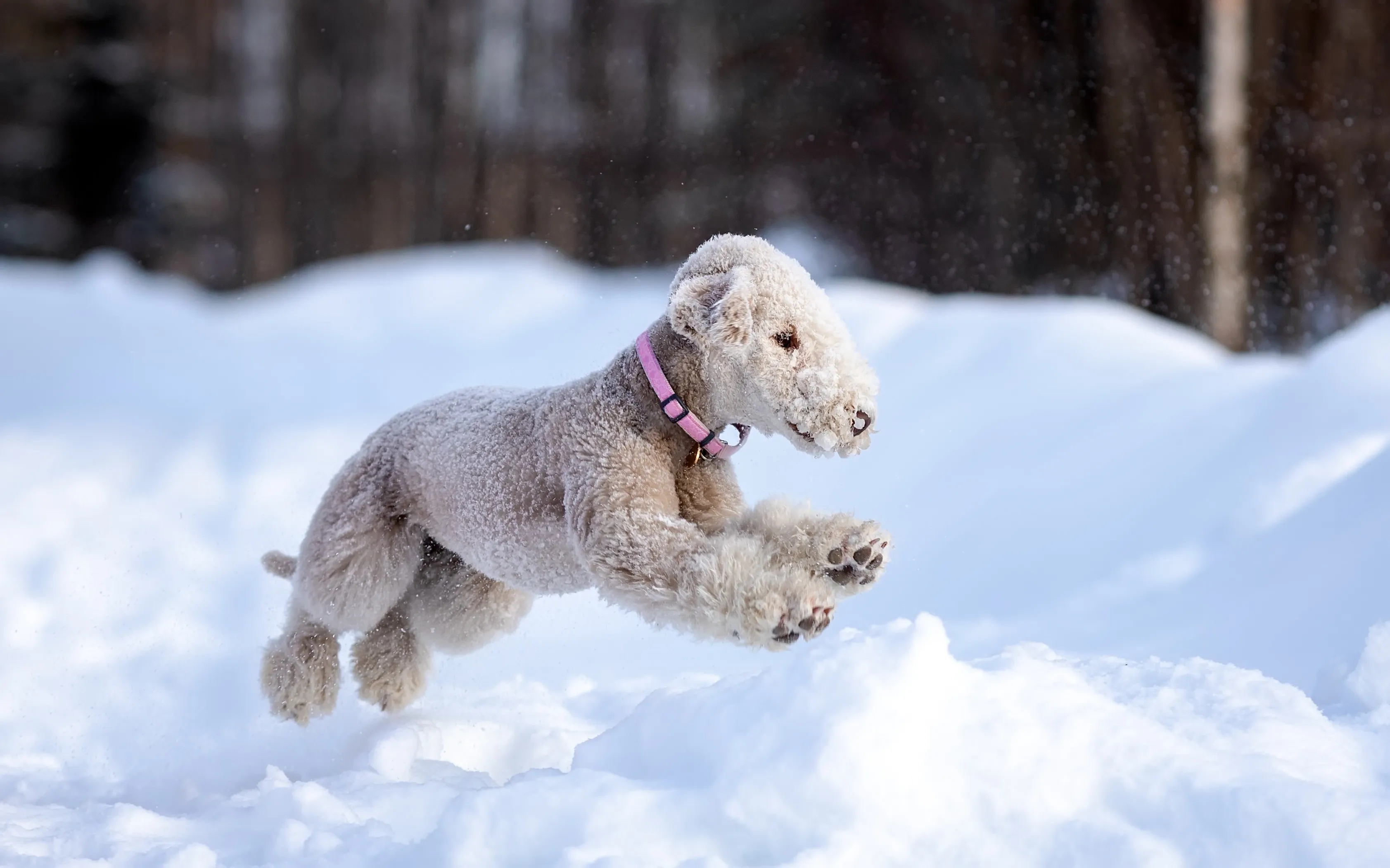 A white Bedlington Terrier runs gracefully through the snow