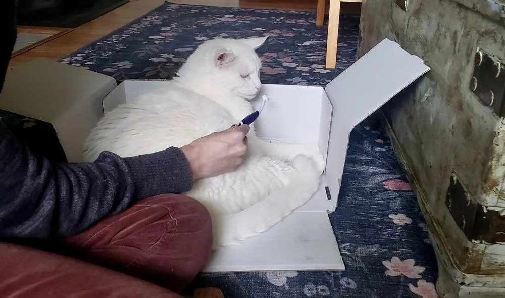 A white cat curiously sniffing a Petsmile cat toothbrush with pet toothpaste on the bristles