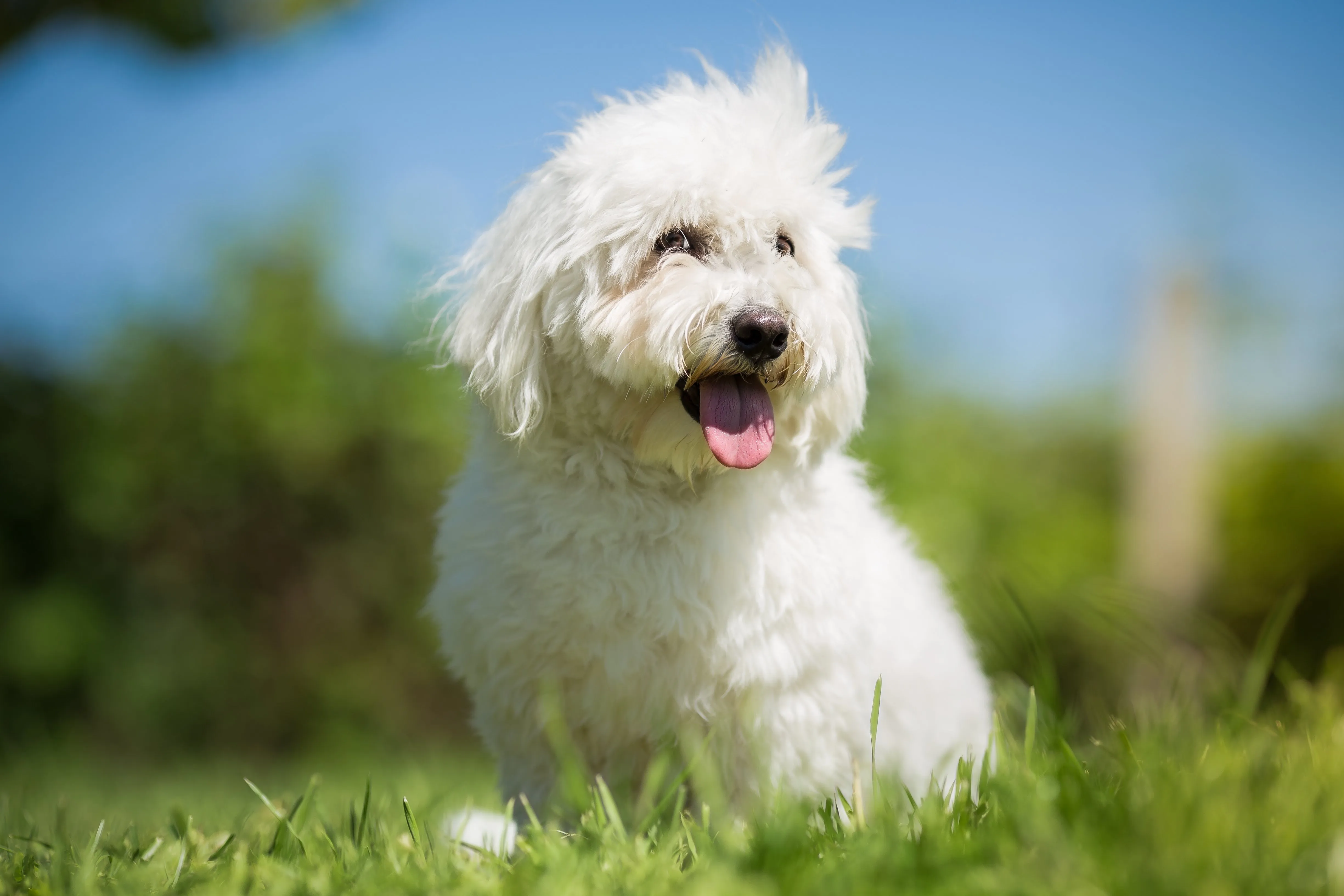 A white Coton de Tulear sits in grass, its hair blowing gently in the wind.