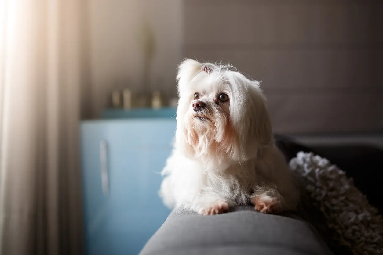 A white Lhasa Apso dog with a long, graceful coat gazes out a window.