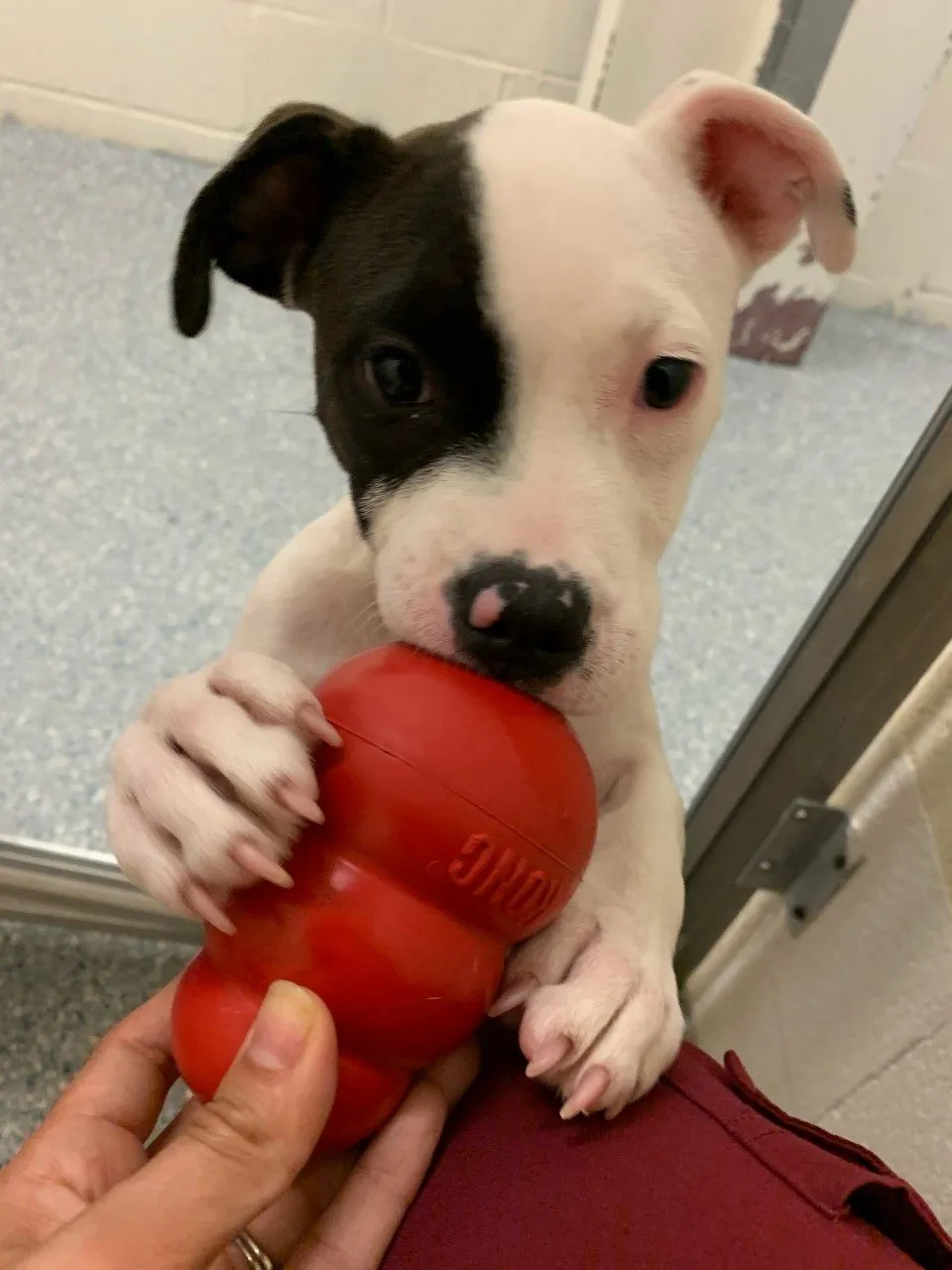 A white puppy with black spot over its right eye and ear stands up to grab a Kong with it