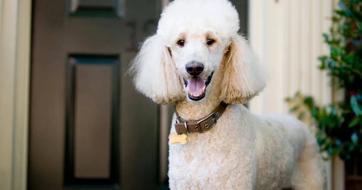 A white standard Poodle stands happily, facing the camera.