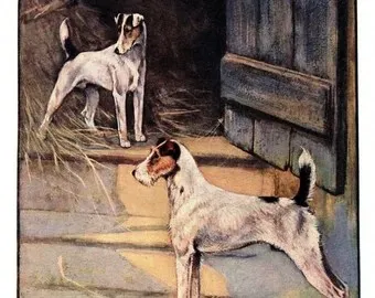 A Wire Haired Fox Terrier and a Smooth Fox Terrier standing together, illustrating the two distinct varieties.