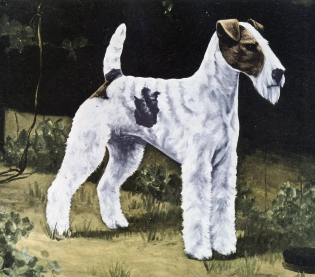 A Wire Haired Fox Terrier with a distinctive coat, highlighting the breed's unique appearance.